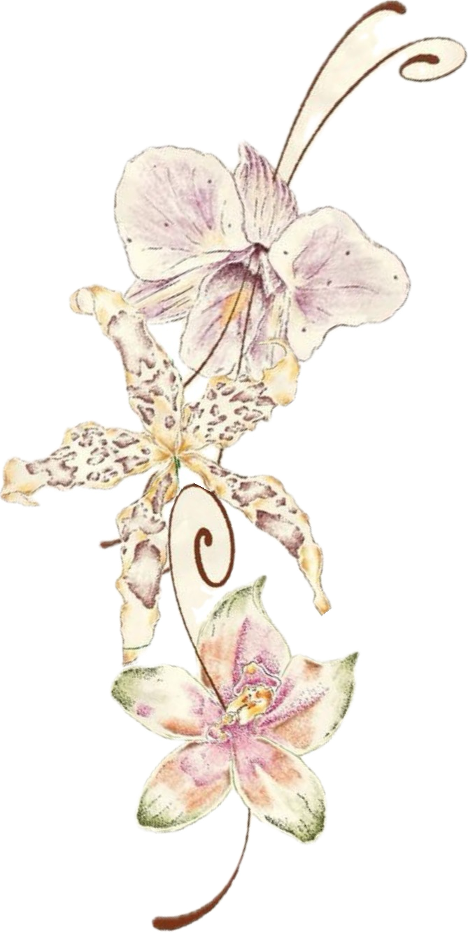 Orchid illustration